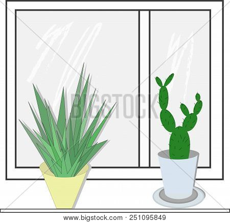 Agawa, Cactus Window Houseplant, Flowerpot  Leaves Flower