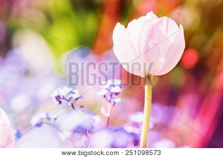 Spring Tulps Flowers On Blurred Macro Background. Spring Or Summer Border Template With Copy Space. 