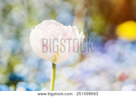 Spring Tulps Flowers On Blurred Macro Background. Spring Or Summer Border Template With Copy Space. 
