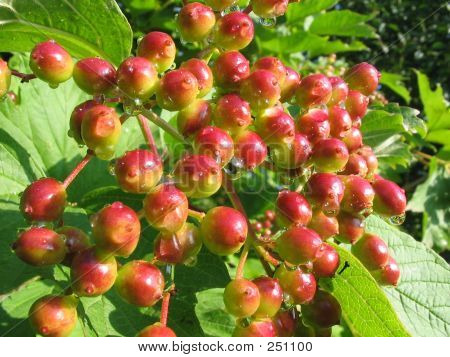 Unreife Guelder-Rose-Beeren