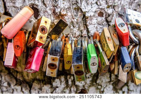 Colorful Love Locks Around A Tree Trunk In A Close Up View Of The Padlocks Against The Park Symbolic