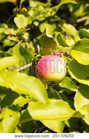 Ripe Apples On Apple Tree, Fruit From The Countryside Of The Biofarm.