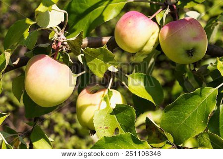Ripe Apples On Apple Tree, Fruit From The Countryside Of The Biofarm.