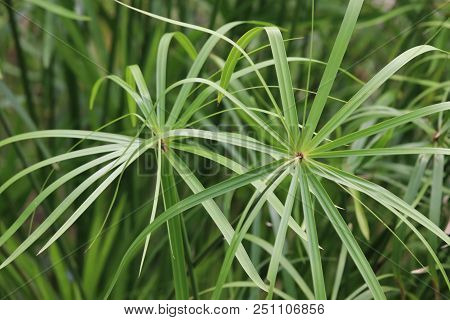 Nut Grass Green Color Organic Herbal Leaves With In The Garden Background
