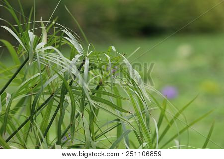 Nut Grass Green Color Organic Herbal Leaves With Lotus Pond Background Beautiful In Nature And Soft 