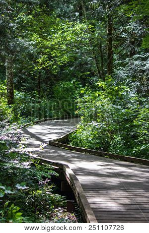 Boardwalk Curving Through A Dence Green Forest