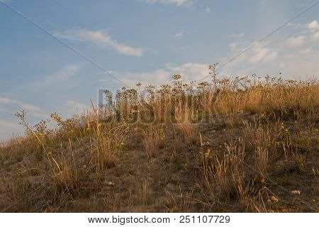 Nature Of Neringa Spit. Lithuania. Flora Of Desert.