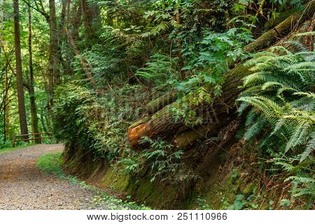 Gravel And Dirt Path Leading Through Dence Green Forest Vegitation