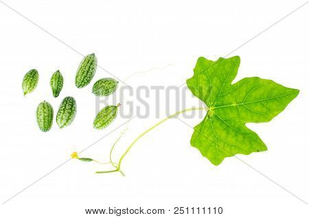 Melothria Scabra, Mouse Melon Sweet Delicious Vegetable, Mexican Fruit, Plant Leaves. Studio Photo