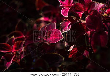 Red And Green Leaves Of The Coleus Plant, Plectranthus Scutellarioides, Close Up.
