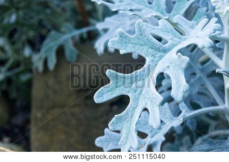 Cineraria Maritima Or Senecio Cineraria. Dusty Miller Plant Or Jacobaea Maritima. Silver Dust In The