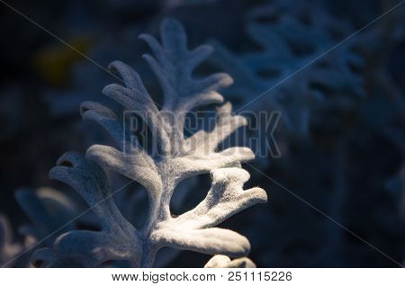 Cineraria Maritima Or Senecio Cineraria. Dusty Miller Plant Or Jacobaea Maritima. Silver Dust In The
