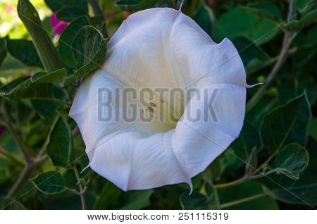 Devil's Trumpet, Datura Metel, In The Garden, Close Up.