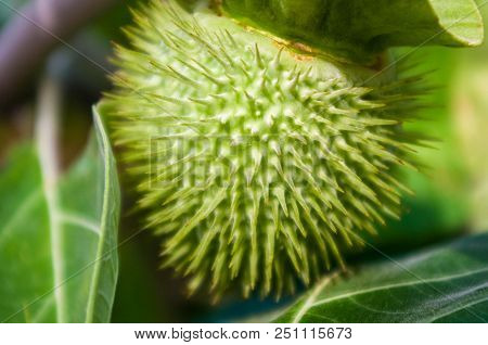 Devil's Trumpet, Datura Metel, In The Garden, Close Up.