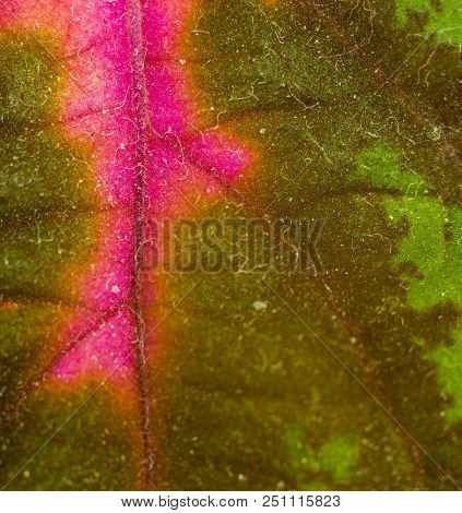 Red And Green Leaves Of The Coleus Plant, Plectranthus Scutellarioides, Close Up.