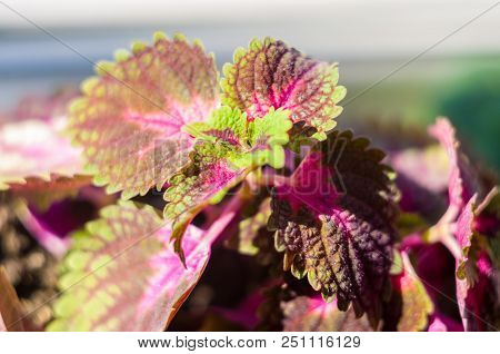 Red And Green Leaves Of The Coleus Plant, Plectranthus Scutellarioides, Close Up.