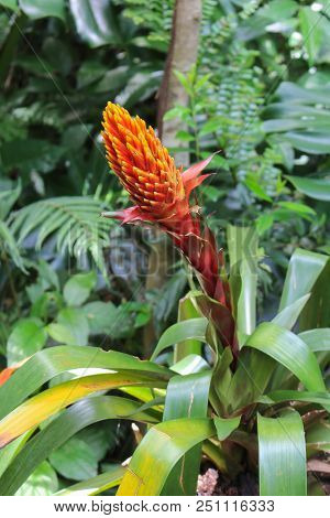 Flaming Torch Flower, Latin Name Billbergia Pyramidalis From The Family Bromeliaceae