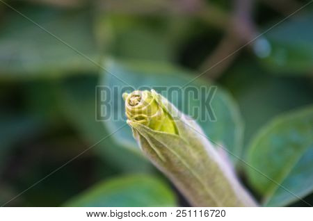 Devil's Trumpet, Datura Metel, In The Garden, Close Up.