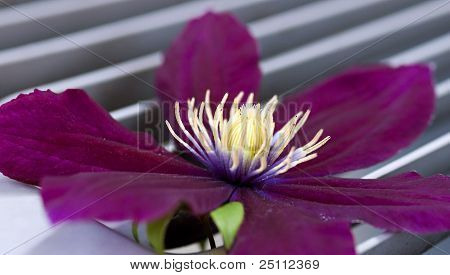 Lilla Clematis makro