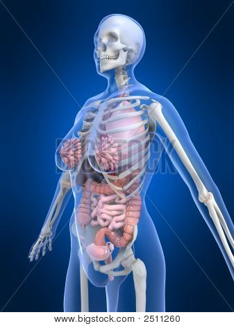 weibliche Anatomie