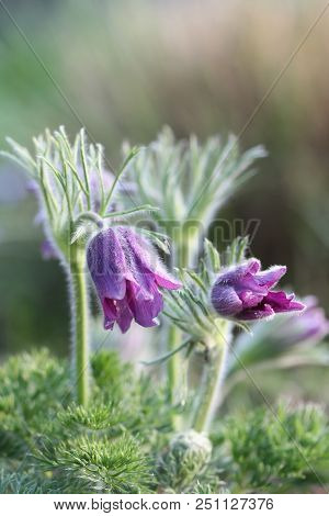 Pasque Flower - Pulsatilla Vulgaris In Spring Time