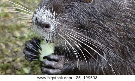 Nutria In The City Park, Neuss Am Rhein