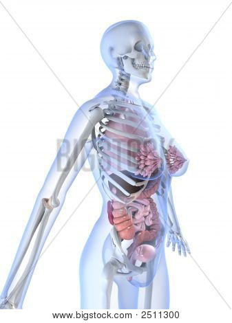 weibliche Anatomie