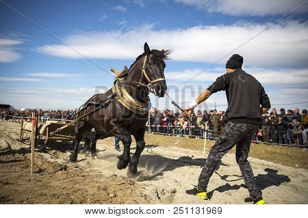 Sofia, Bulgaria - 3 March, 2017: Horses And Their Owners Participate In A Heavy Pull Tournament. The