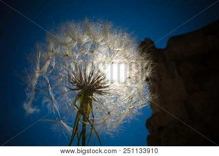 Detail Sun Light From The Head Of Dandelion Flower At Great Court Of Heliopolis , Baalbek, Bekaa Val