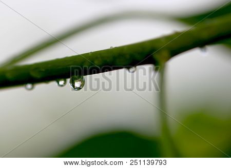 Reflection In Water Droplets On Young Leaves Of Ginkgo Biloba.