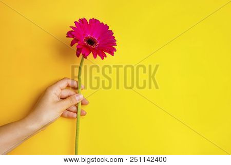 Woman Holding Beautiful Pink Fucsia Gerbera Flower, Summer Flowers. Isoalted Over Yellow Background.