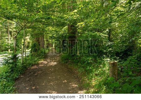 Forest On The Camino De Santiago By Roncesvalles.