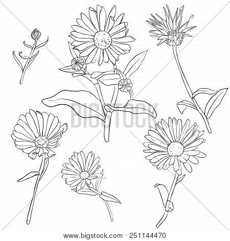 Vector Set Of Drawing Calendula Flowers, Floral Elements, Hand Drawn Botanical Illustration