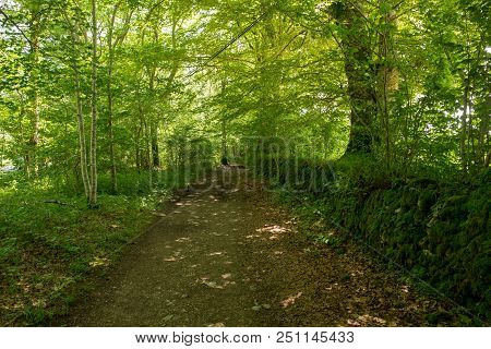 Forest On The Camino De Santiago By Roncesvalles.