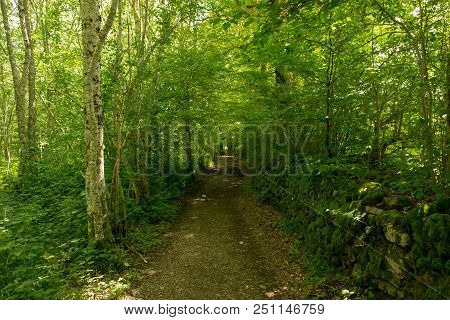 Forest On The Camino De Santiago By Roncesvalles.
