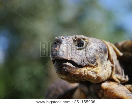 Grassland Tortoise On A Bush Background Testudo Horsfieldii