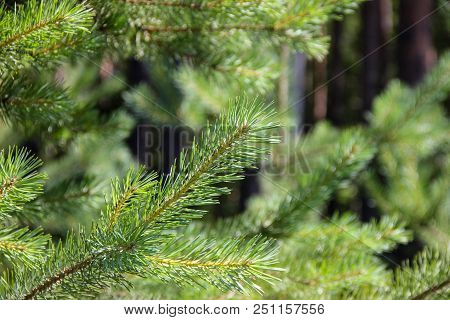 Green Pine Branches On Sunny Day Background