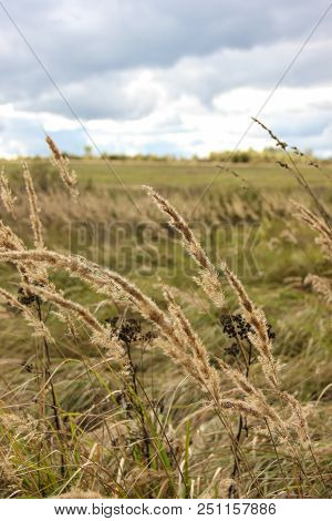 Close Up Wheat Field With Sky On Background
