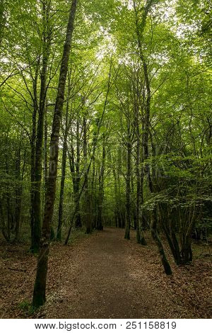 Forest On The Camino De Santiago By Roncesvalles.