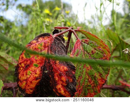 Colorful Leaves On Tree And Flloor In Autumn