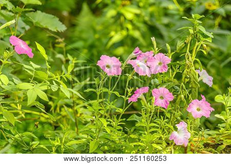 Petunia Flowers Grow In A Green Garden