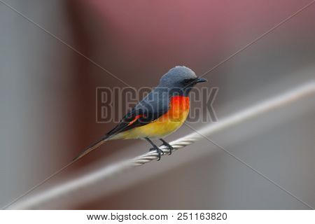 Food Hunting By Adult American Redstart Sitting On Cable In A Village