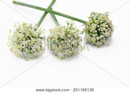 Group Of Pearl Onions In Front Of White Background