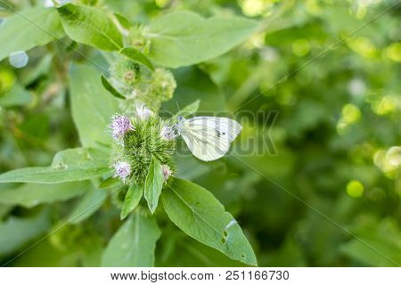 Cabbage Butterfly Sits On The Thistles On A Background Of Green Grass