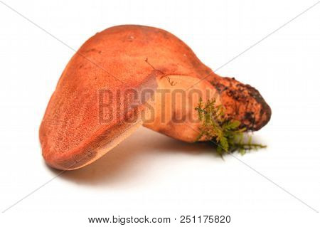 Fistulina Hepatica Mushroom, Also Known As The Ox Tongue Or Beefsteak Fungus