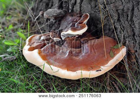 Ganoderma Applanatum Mushroom