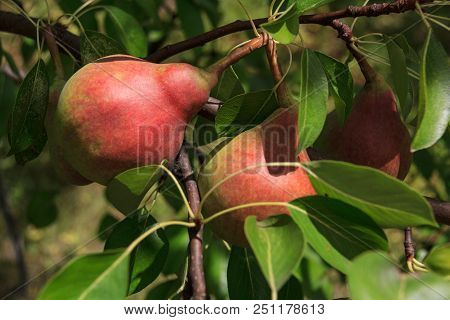 Two Mature Red Pears In A Pear Tree.