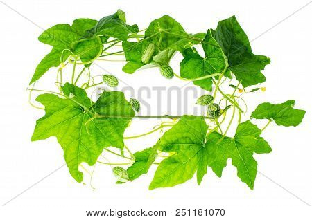Melothria Scabra, Mouse Melon Sweet Delicious Vegetable, Mexican Fruit, Plant Leaves. Studio Photo