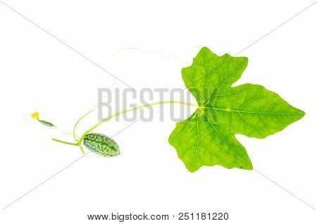 Melothria Scabra, Mouse Melon Sweet Delicious Vegetable, Mexican Fruit, Plant Leaves. Studio Photo