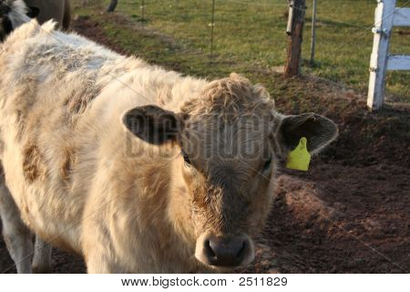 Img_0254Cow